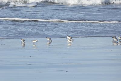 birds on the beach