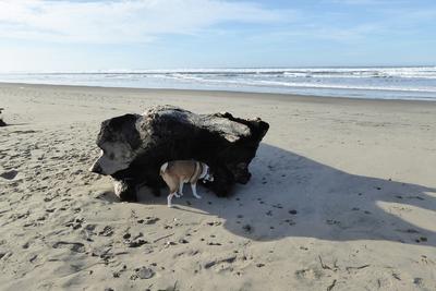 driftwood