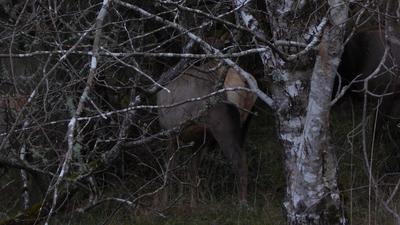 elk
