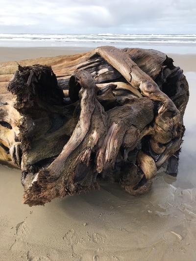 driftwood4