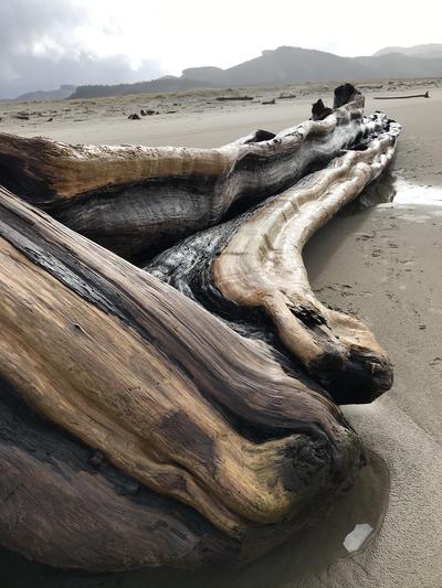 driftwood5