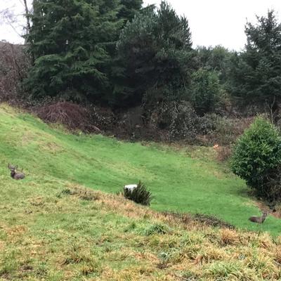 Deer