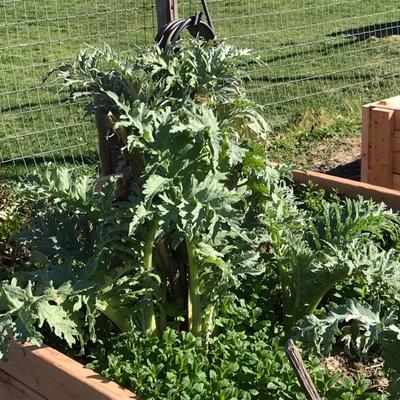 artichokes
