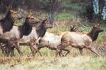 elk